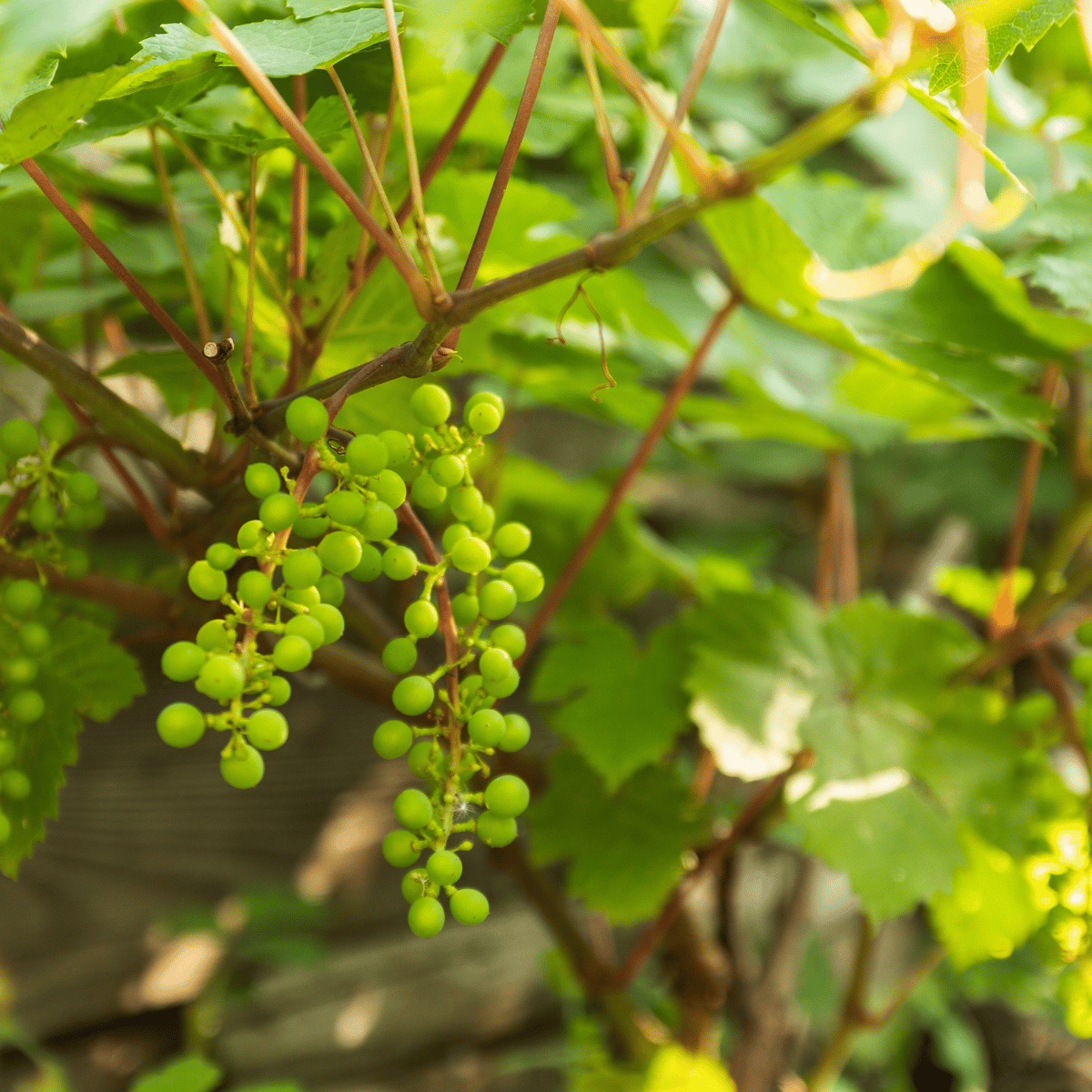 Green Grapes Fruit Plant