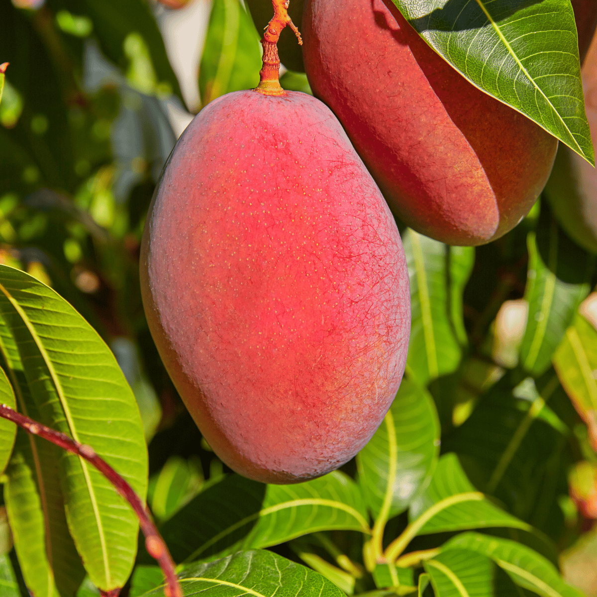 Sensation Mango Plant/Tree