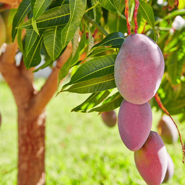 BN7 Mango Fruit Plant