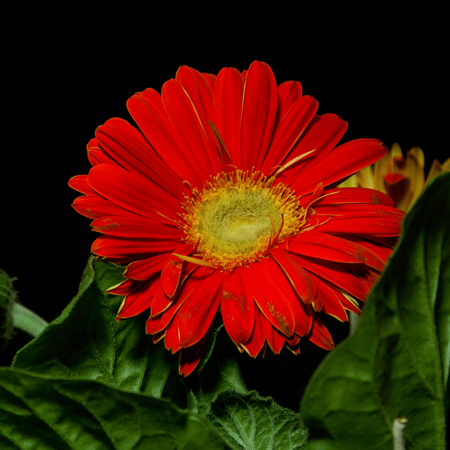 Gerbera Red Flower Plant