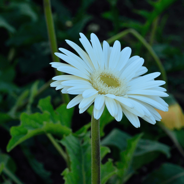 Gerbera White Flower Plant