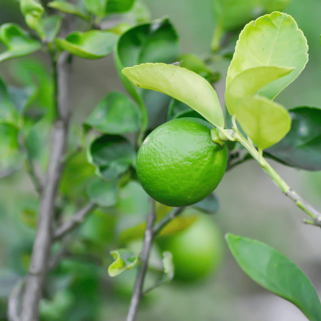 Thai All Time Seedless Lemon Plant