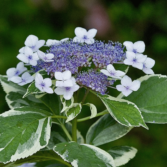 Variegated Hydrangea flower plant (Blue)