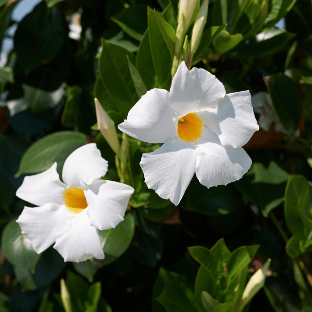 White Tecoma Live Flower Plant (Vine)