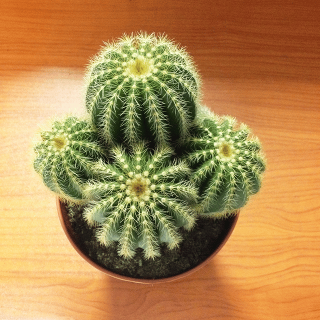 Buy Barrel Cactus Plant (Round Cactus)