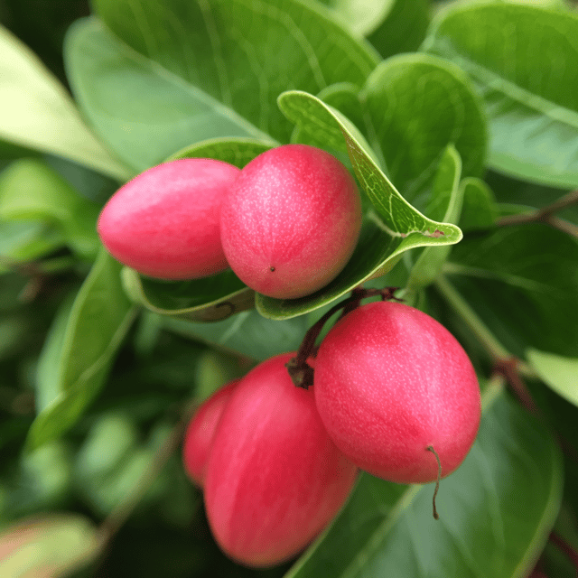 Sweet Korchi / Karonda Fruit Plant