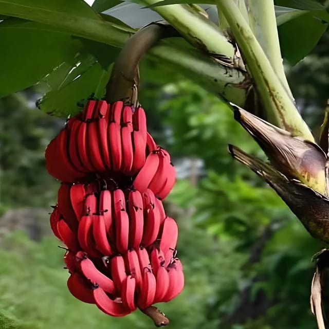 Red Banana Fruit Plant (Musa acuminata)