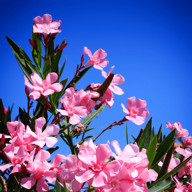 Pink Oleander Kaner Flower Plant (Pink Korobi)