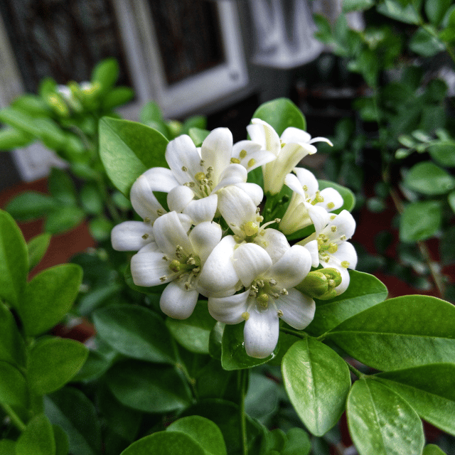 Hybrid Kamini Flower Plant (Murraya Paniculata)