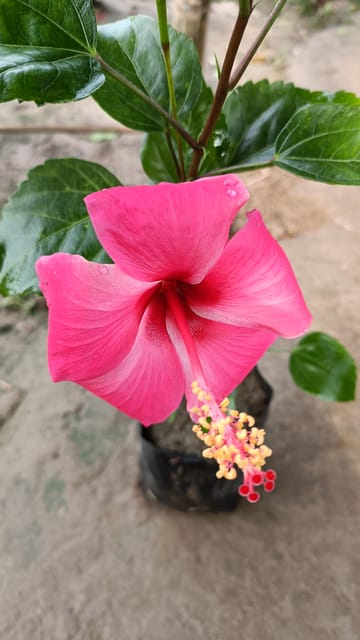 Rajendra Prasad hibiscus flower plant