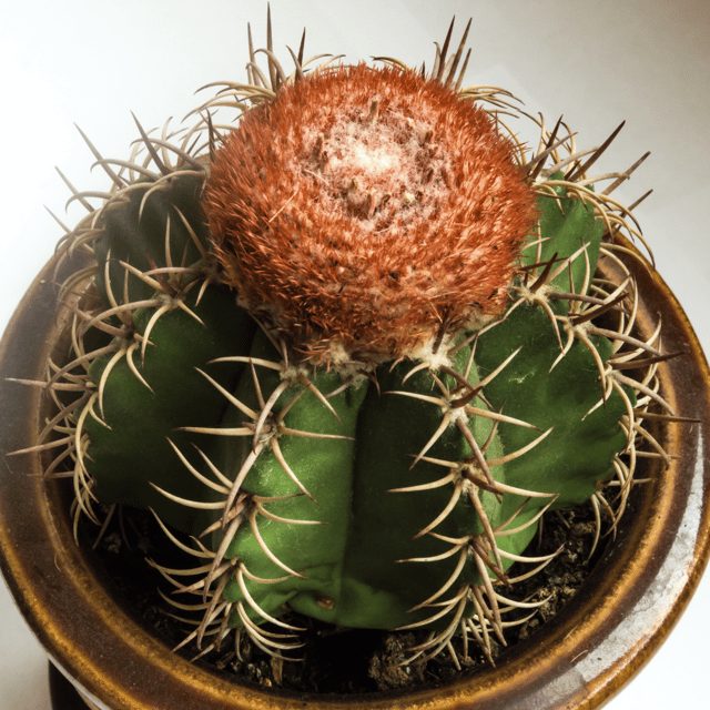 Melocactus Red Cap Seed Grow Own Root Plant