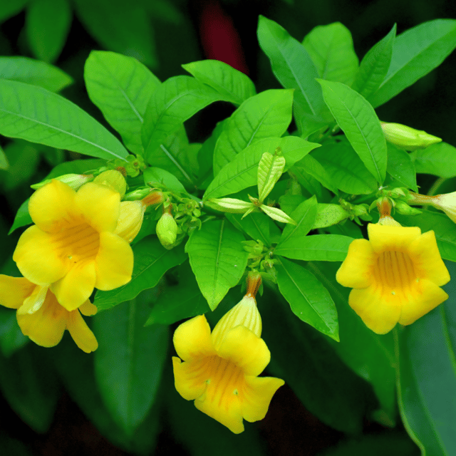 Yellow Allamanda Bush Flower Plant (Golden Trumpet)