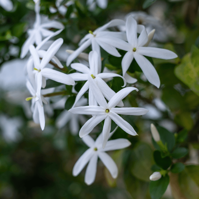Kunda Downy Jasmine Flower Plant