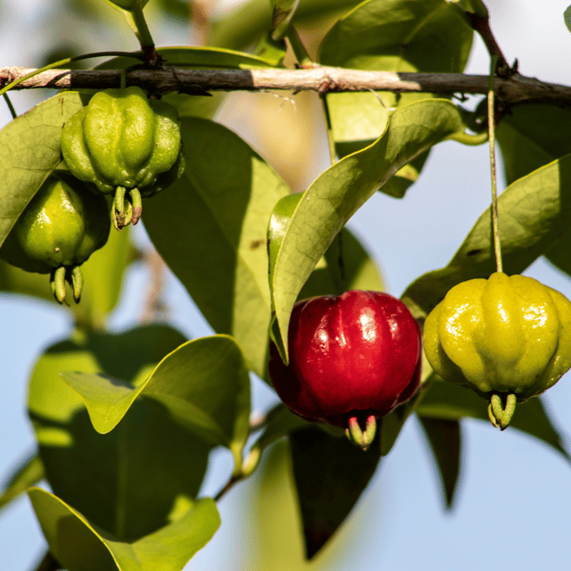 Surinam Cherry Fruit Plant (Eugenia Uniflora)