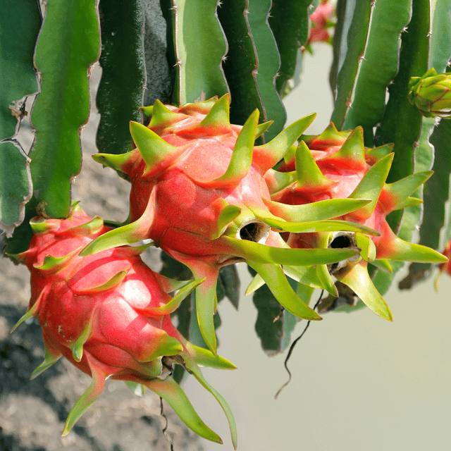 Red Dragon Fruit Plant/Tree (Hylocereus Costaricensis)