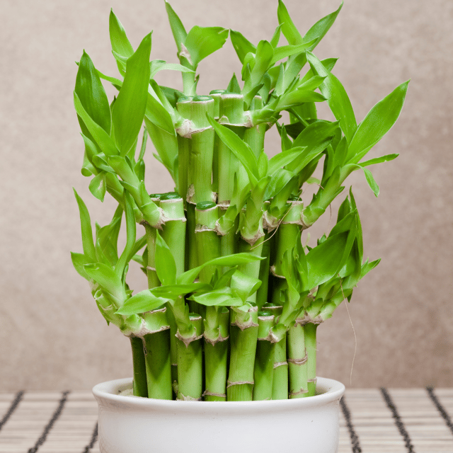 Lucky Bamboo Plant- 2 Layer (Pot Not Included)