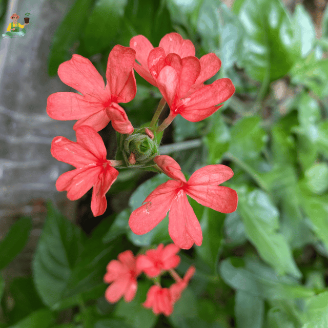 Crossandra Red (Kanakambaram) Flowering Live Plant