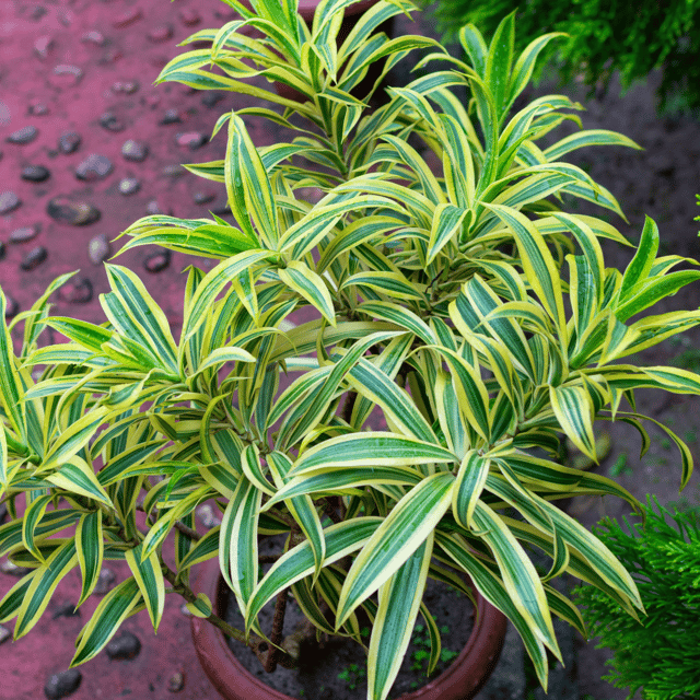 Song of India Plant (Dracaena Reflexa)