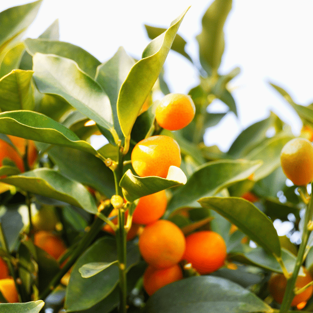 Kamquat Lemon Plant
