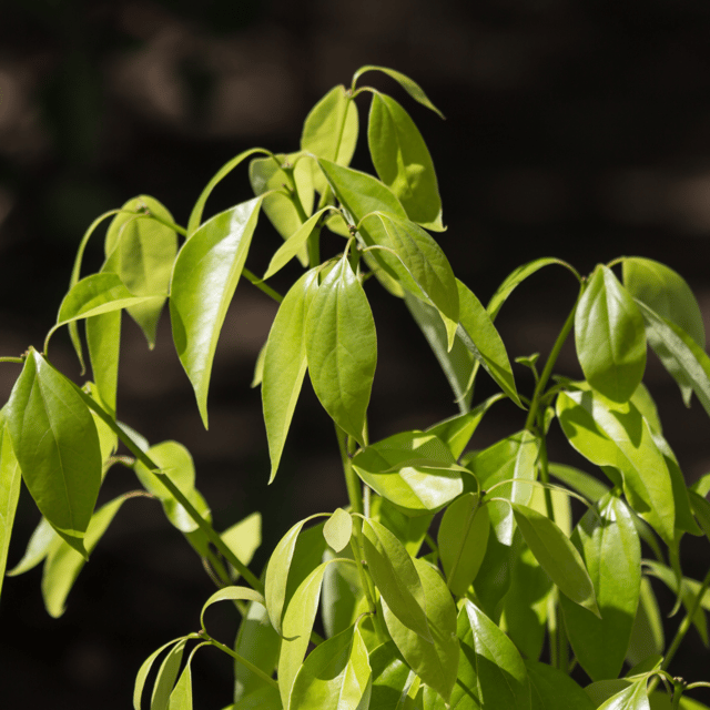 Tej Patta / Bay Leaf Spice Plant (Cinnamomum Tamala)