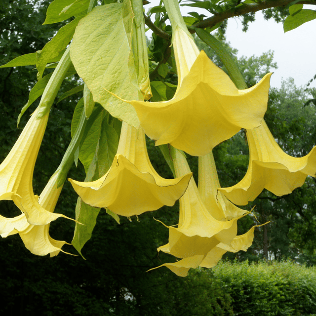 Yellow Datura Flower Plant