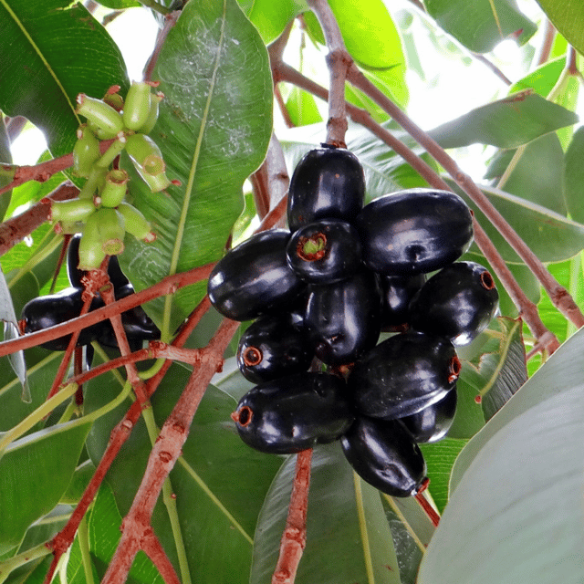 Black Jamun Fruit Plant (Syzygium Cumini)