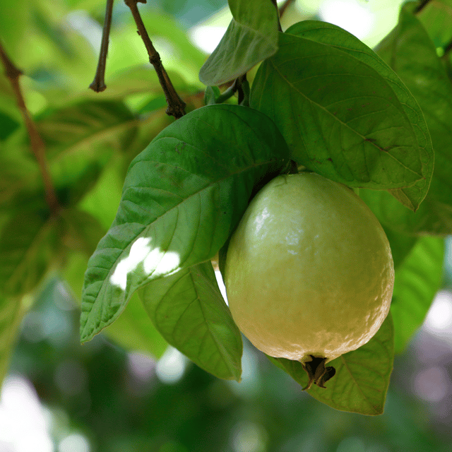 Guava Fruit Live Plant (Psidium guajava)