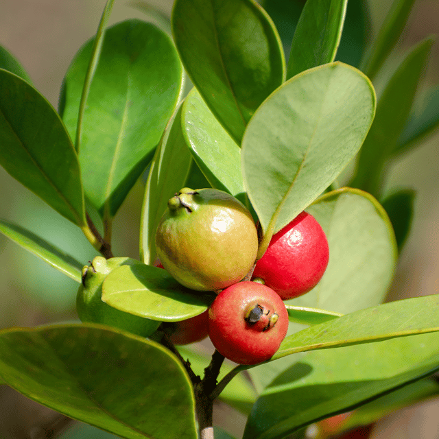 Chinese Guava/Amrud Fruit Plant Online