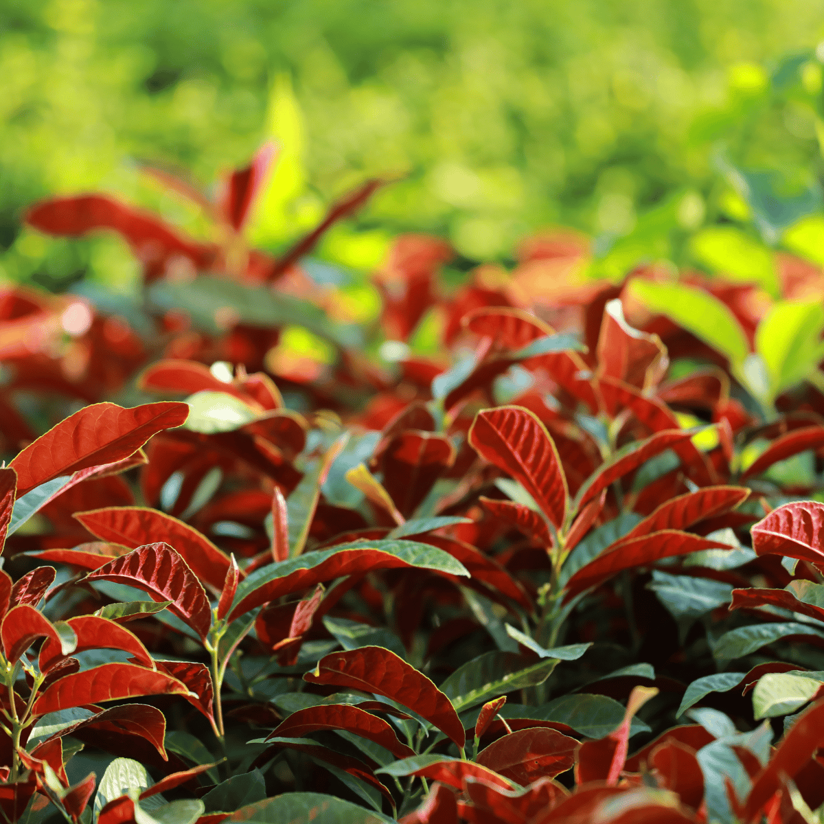 Laila Majnu (Exoecaria) Live Plant