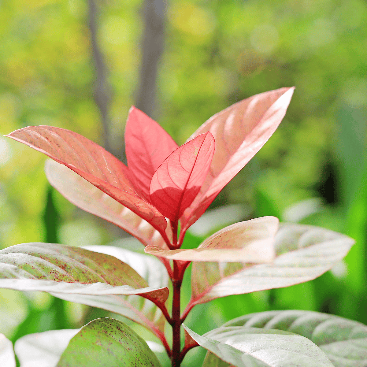 Laila Majnu (Exoecaria) Live Plant