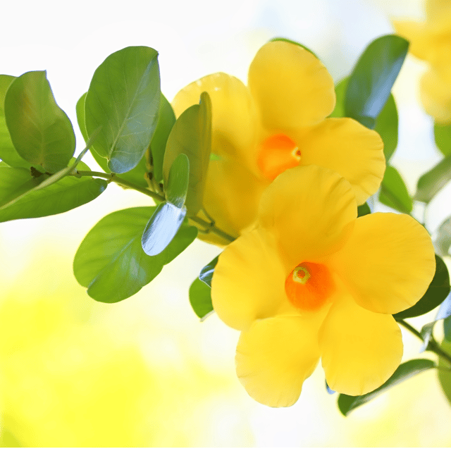 Mandevilla Yellow Flower Plant