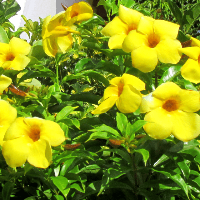 Yellow Euphorbia Mili Flower Plant