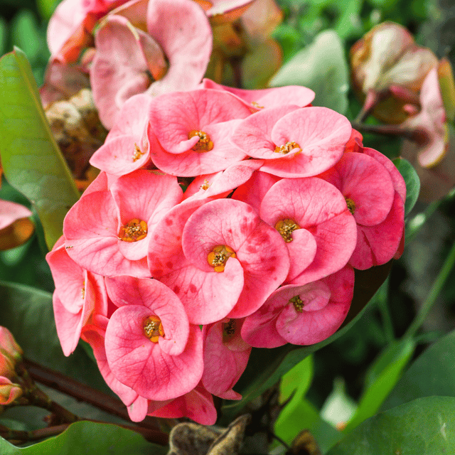Pink Euphorbia Mili Flower Plant