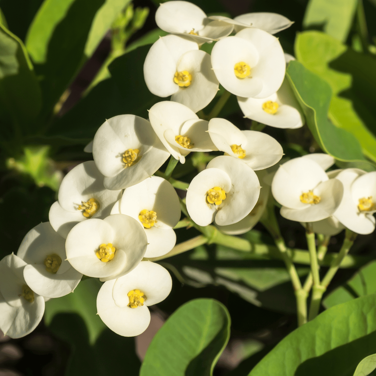 White Euphorbia Mili Flower Plant