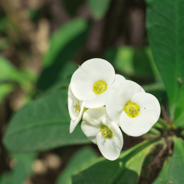 White Euphorbia Mili Flower Plant