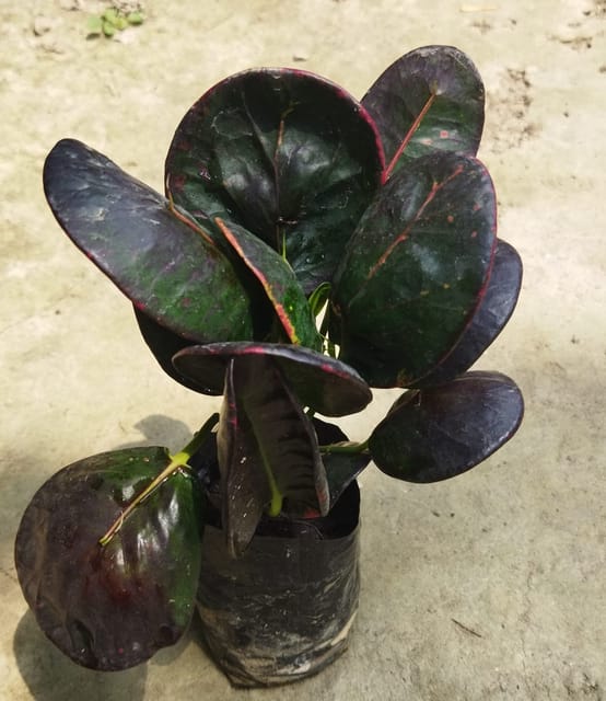Croton Apple (Codiaeum Variegatum) Indoor / Outdoor Plant
