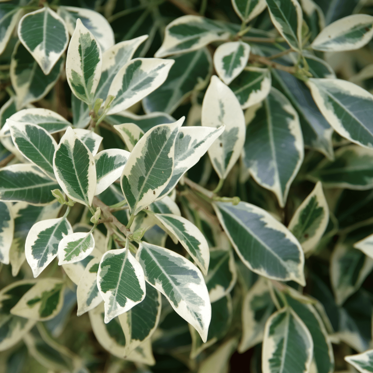 Ficus Benjamina Variegated Plant