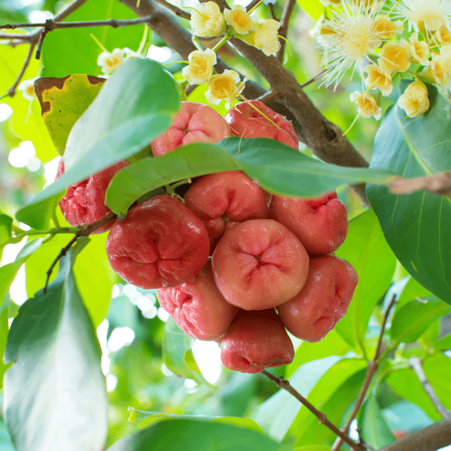 Pink Water Apple Ber (Jamrul Java) Rare Fruit Plant