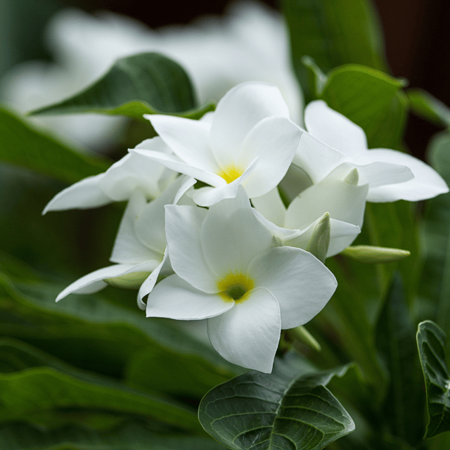 Plumeria Pudica/Naag Champa Flowers Plant