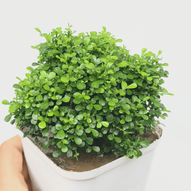 Table Kamini Bonsai Plant  (Murraya Paniculata)