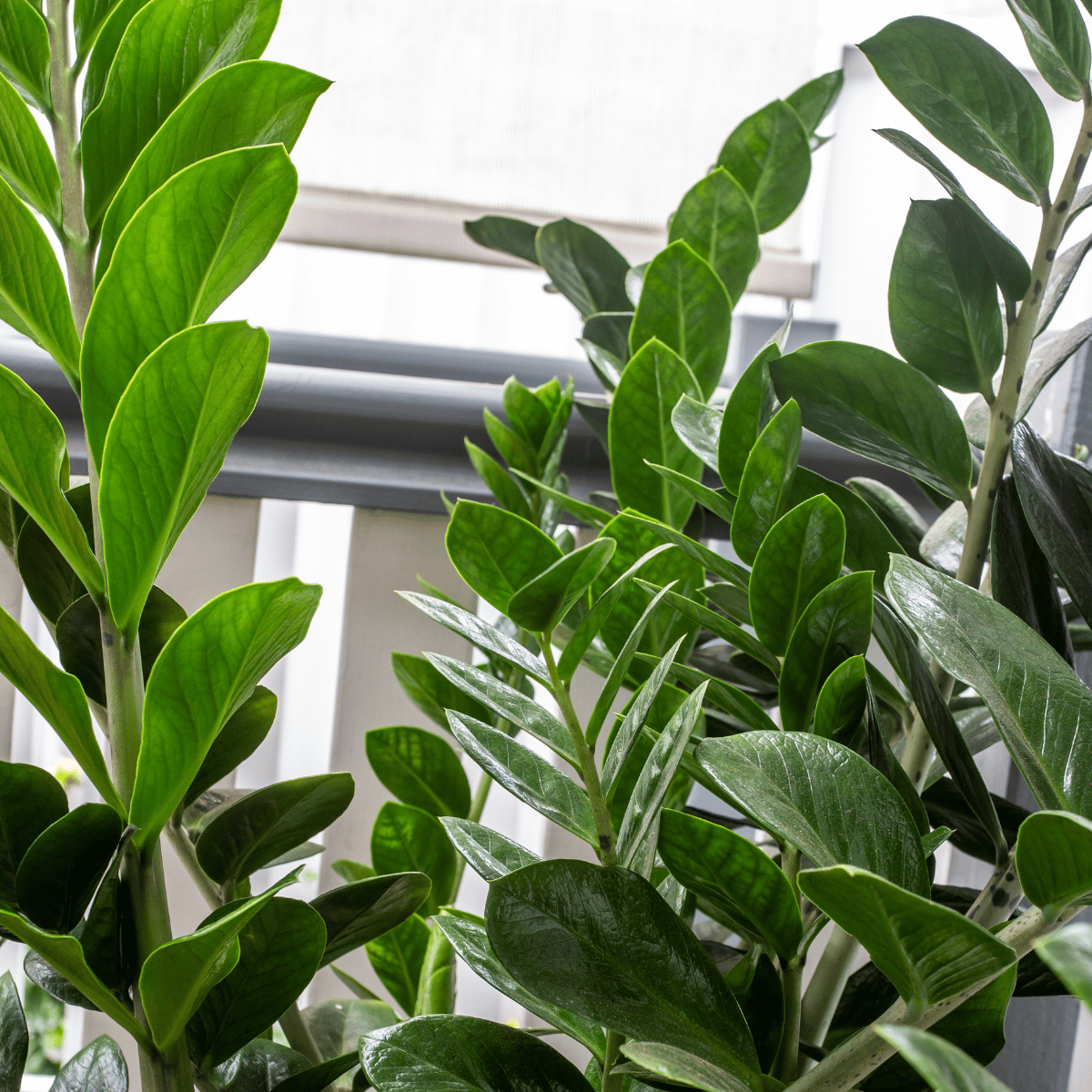 ZZ Plant / Indoor Houseplants (Zamioculcas Zamifolia)