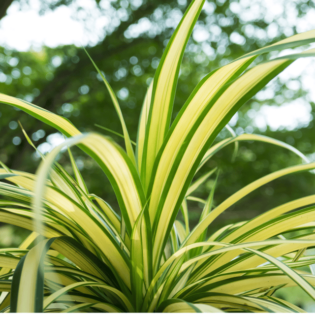 Spider Indoor Plant  (Chlorophytum comosum)