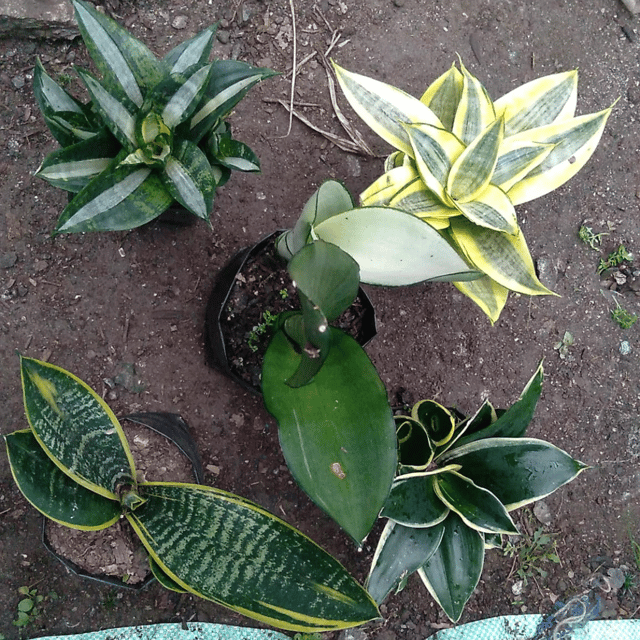 Sansevieria Plants (Combo of 5 Indoor Plants)