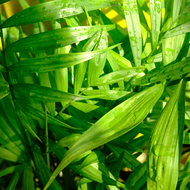 Sepotia Palm Plant /Tree (Arecaceae Green)