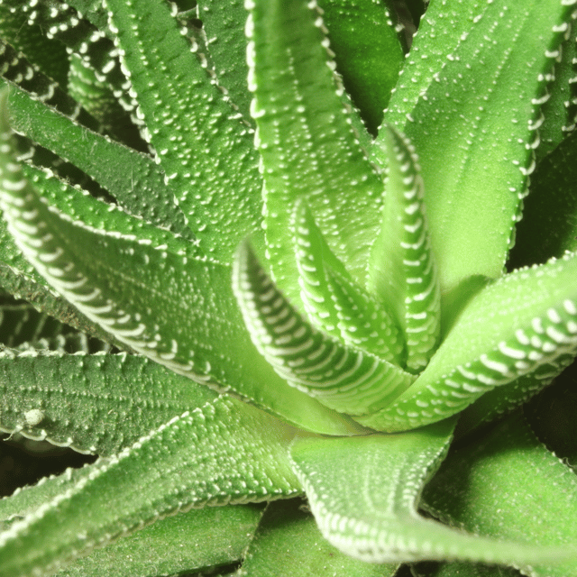 Haworthia Coarctata  Live Indoor Succulents Plant