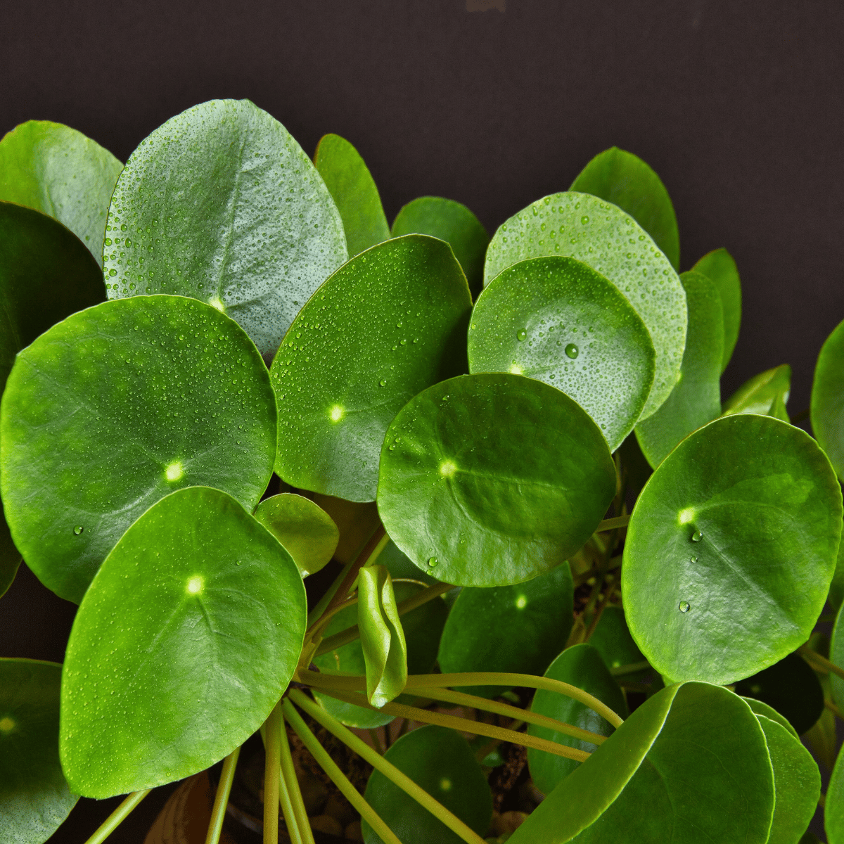 Chinese Money Plant (Bare Rooted)