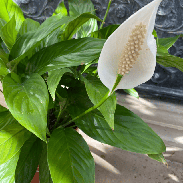Peace Lily Plant (Spathiphyllum Plant)