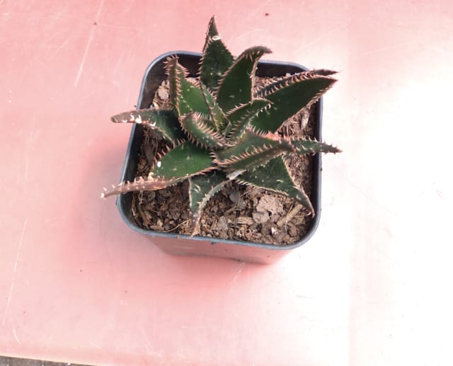 Hybrid Aloe Vera Plants Combo (Pack of 8 Aloevera )