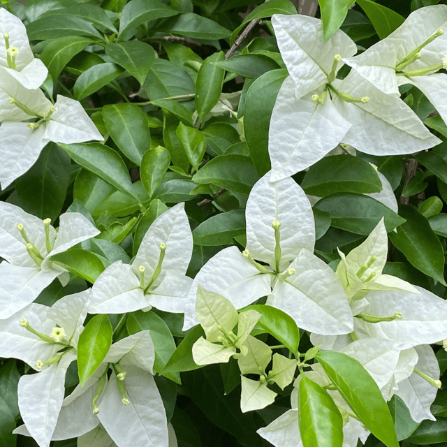 Bougainvillea White Flowering Plant