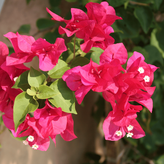 Bougainvillea Variegated Red Flowering Plant